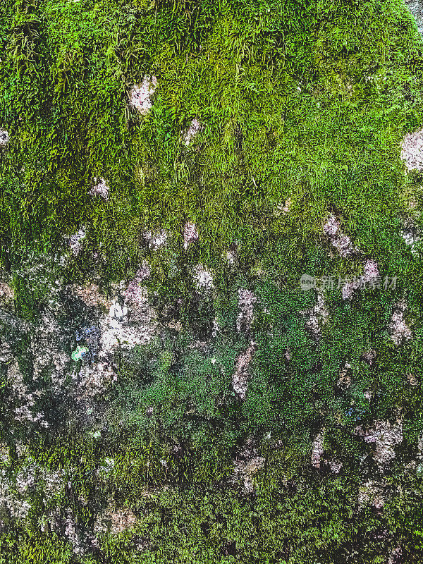一块长满了植物和苔藓的大石头。