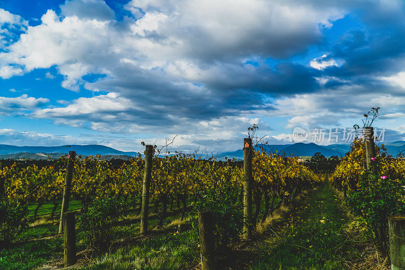 澳大利亚“亚拉谷”的一个葡萄酒种植园。