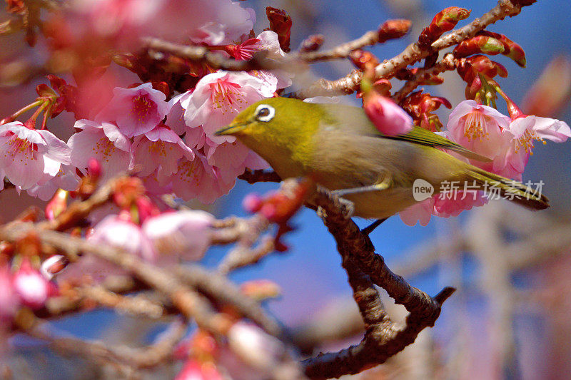 樱花和日本白眼