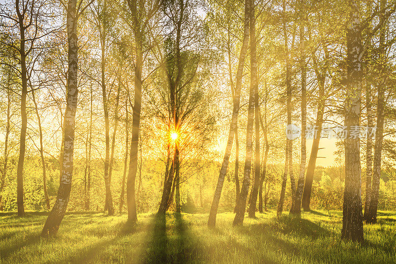 在春天的日落或日出时，穿过林中桦树树干的太阳光。