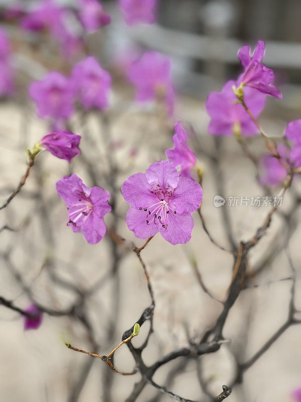 杜鹃花