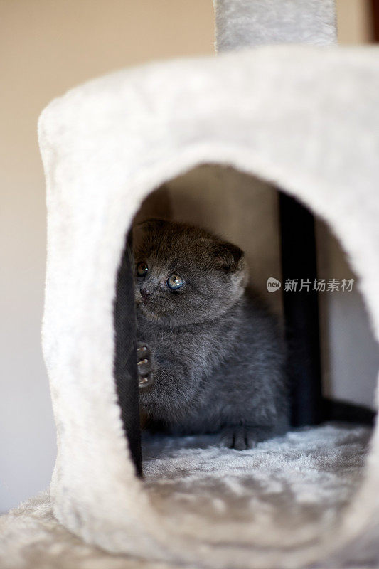 可爱的顽皮的英国灰色小猫在家具上玩抓阻树在家里，抓阻贴，有趣的猫。爱动物,宠物。