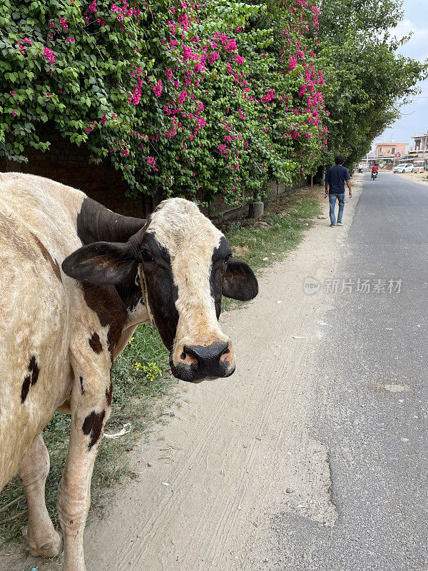 居民区街道上棕白相间的印第安圣牛形象，圣牛走在路边经过爬满三角梅的墙，聚焦前景