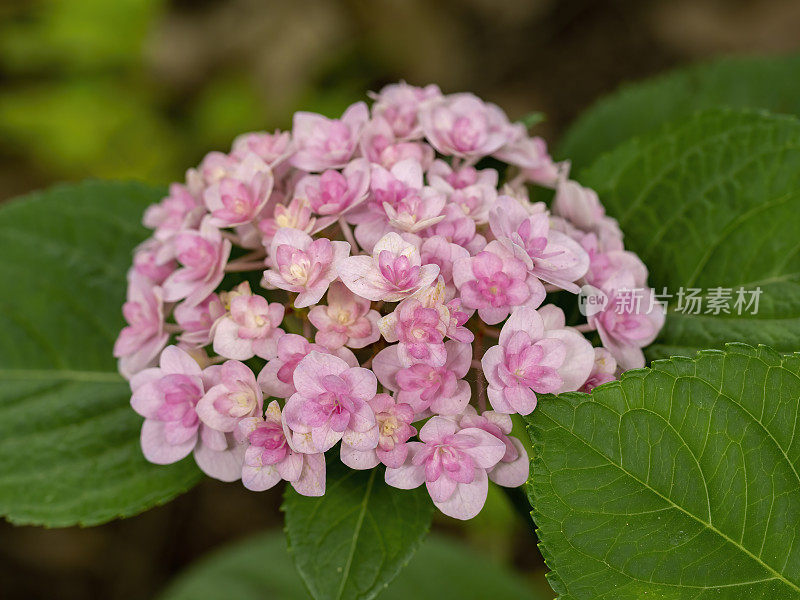 花园里盛开的绣球花的特写