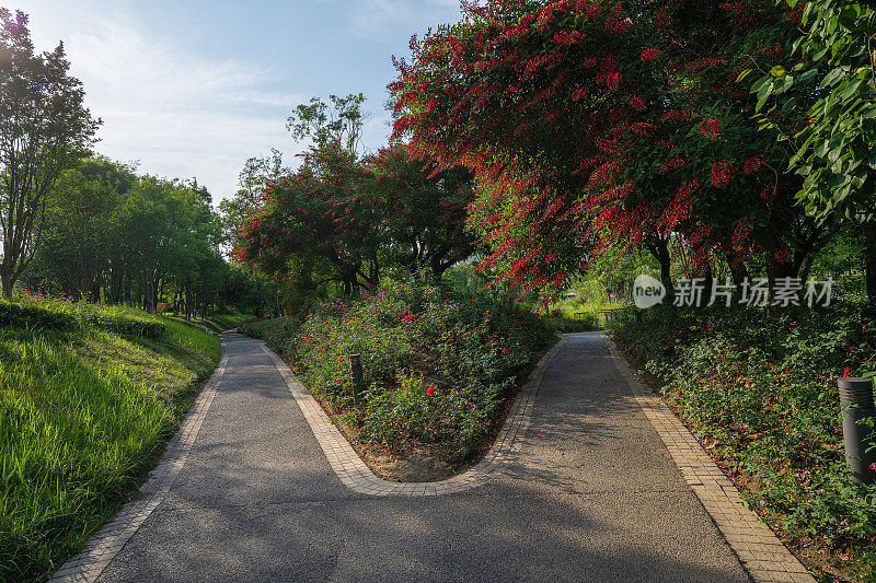 阳光下的树木和道路