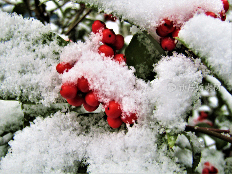 日本。1月。雪下的红莓。