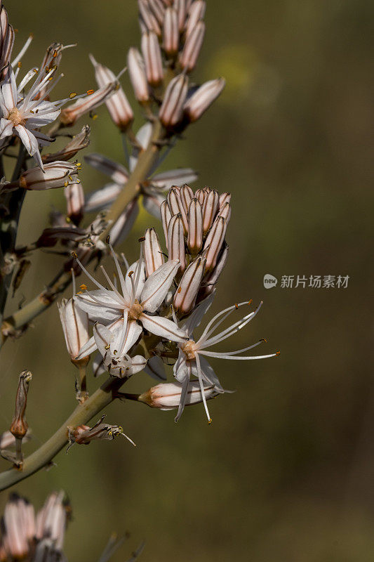 两个星形水仙花开花的宏观，一组花蕾遍布枝尖