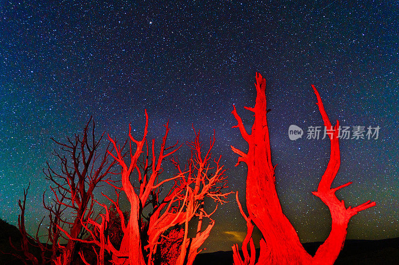 星星夜的红桧树