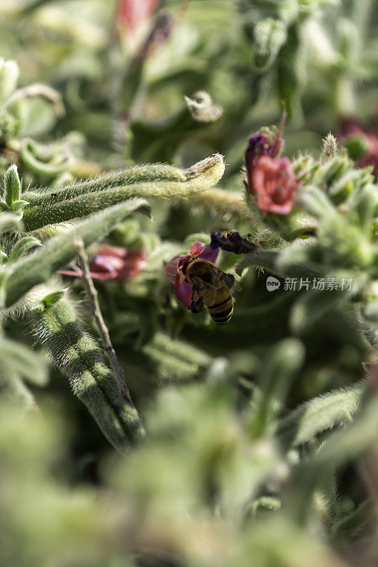 侧视图蝰蛇的不同颜色的busgloss花和蜜蜂在阴凉的中心
