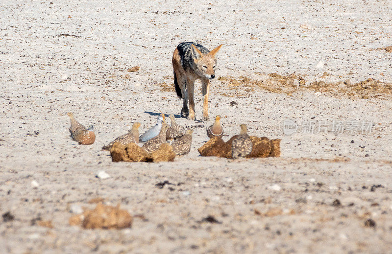在纳米比亚库内内地区的埃托沙国家公园，黑背豺狼正在跟踪纳米比亚沙鸡