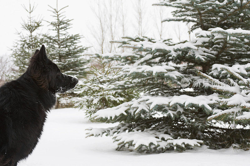 德国牧羊犬和雪云杉