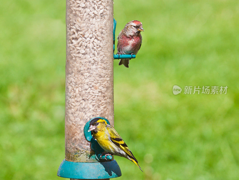雄性西金雀和红雀在种子喂食器上