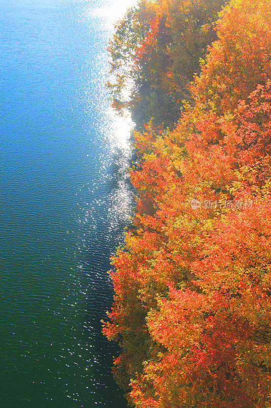 湖边枫树
