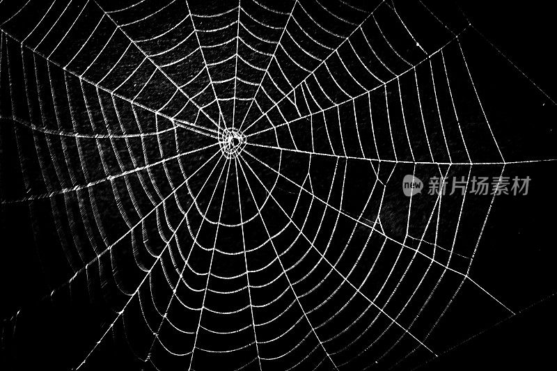 万圣节的可怕蜘蛛网