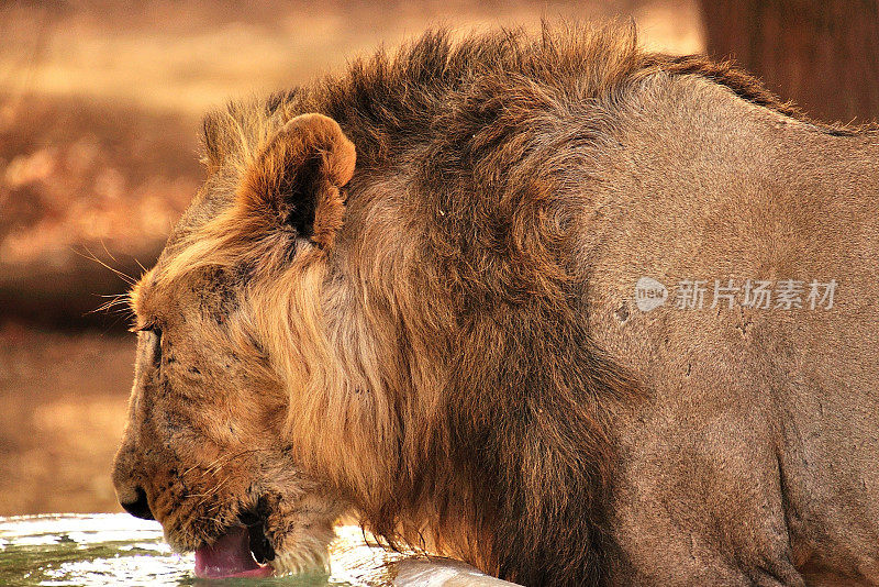 亚洲狮子喝水近距离