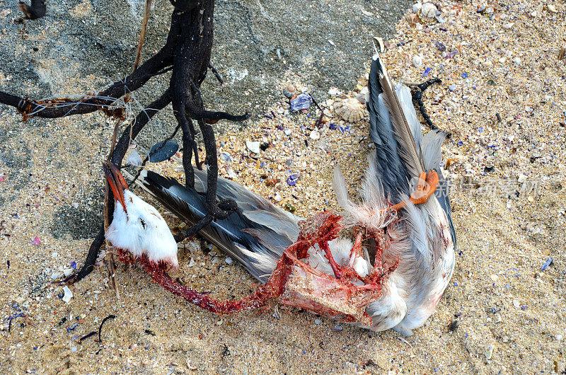 死海鸥缠在海草和钓鱼线里