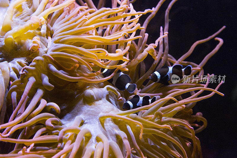 海洋生物