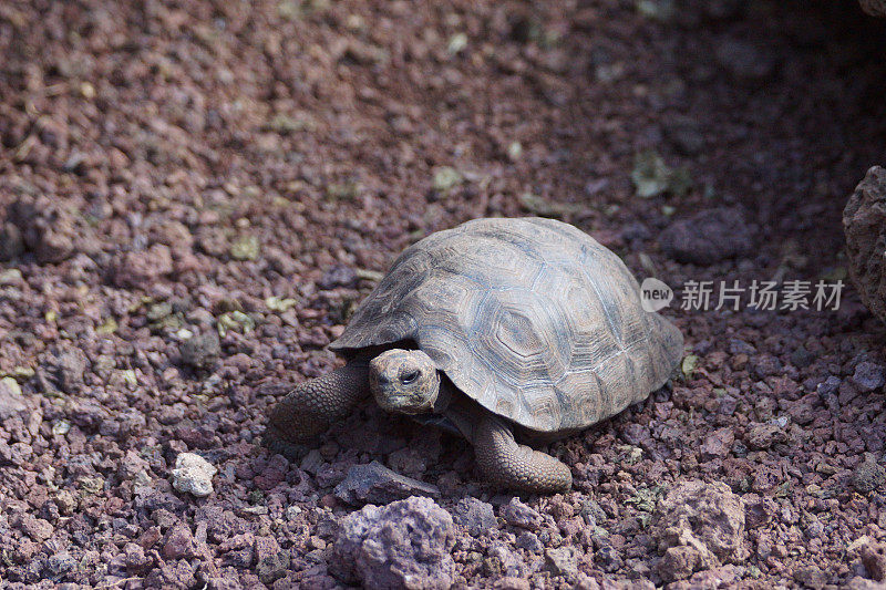 加拉帕戈斯tortoise