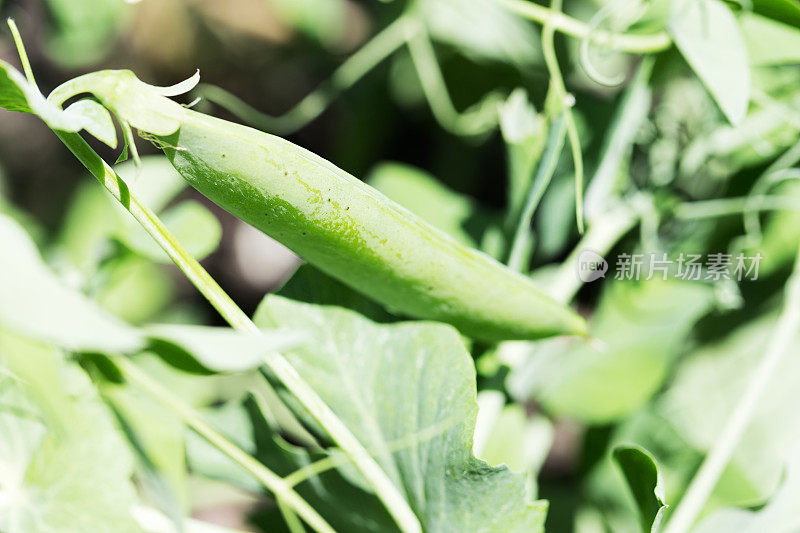 菜园子里的绿豌豆