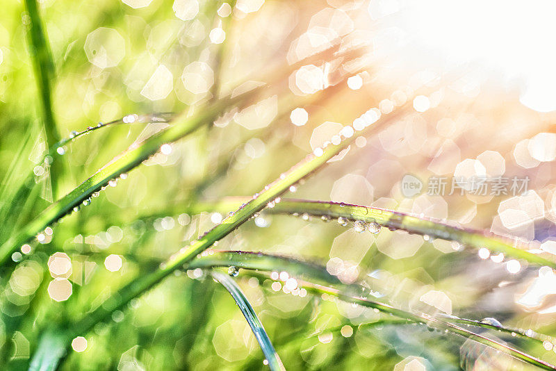 透过潮湿的芦苇直视太阳