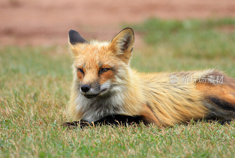 红狐狸狐狸坐在草地上，爱德华王子岛