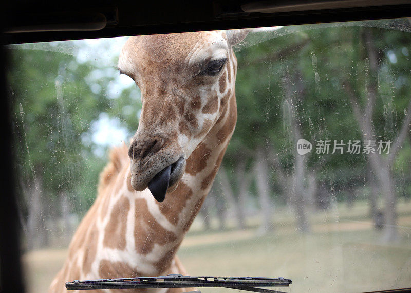 长颈鹿舔挡风玻璃