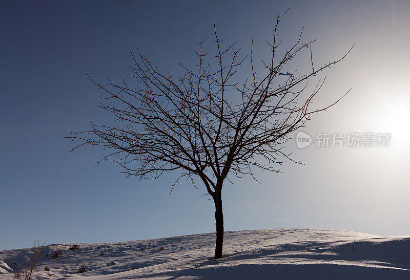 树和雪