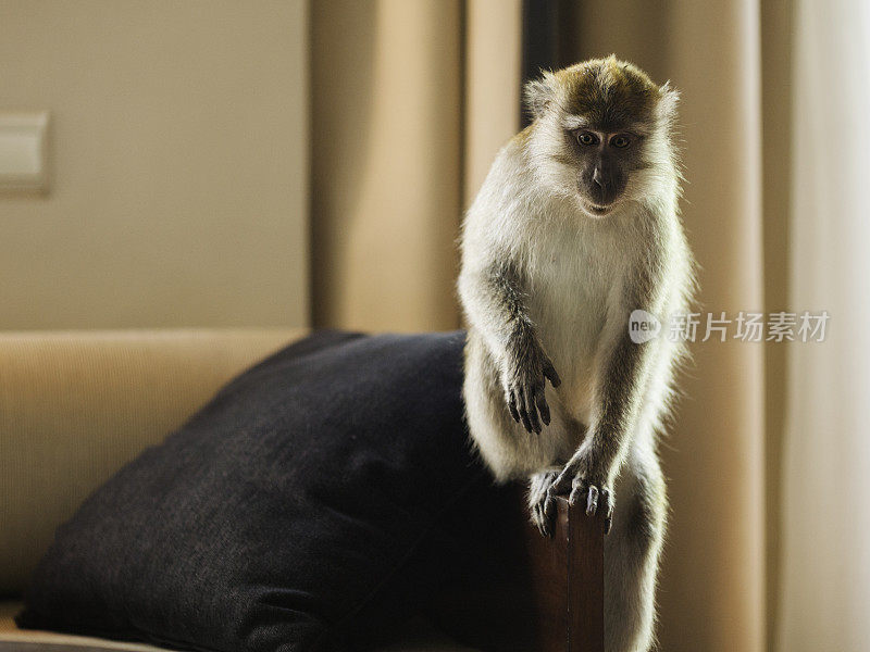 酒店房间里的猴子