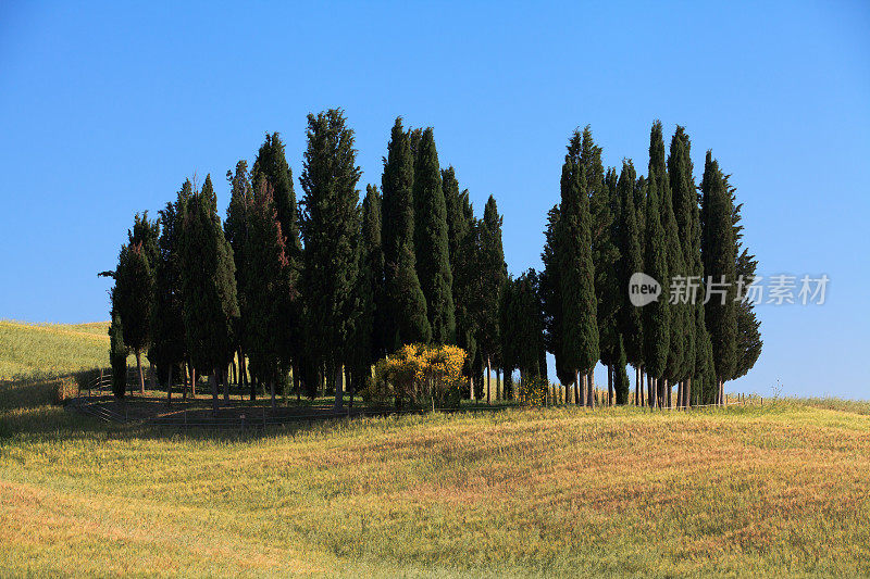 意大利托斯卡纳瓦尔德奥尔西亚的柏树。