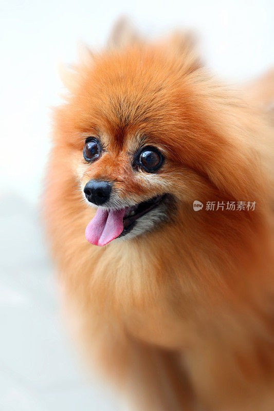 超级快乐的毛茸茸的狗，滑稽的脸，垂直