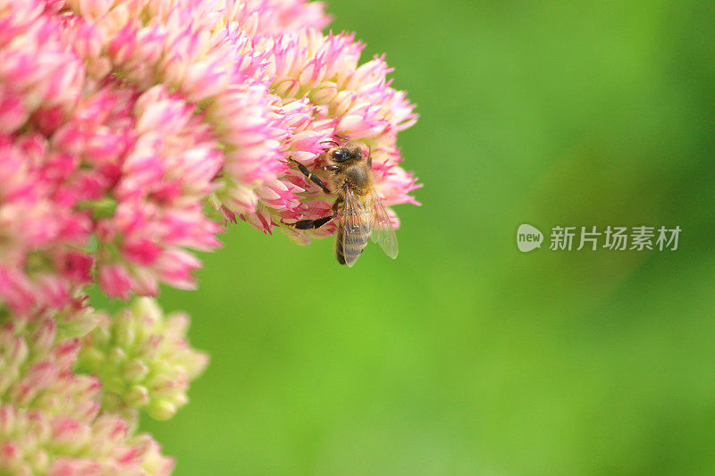 养蜂，花粉，粉红景天花，金凤草，石竹，冰花