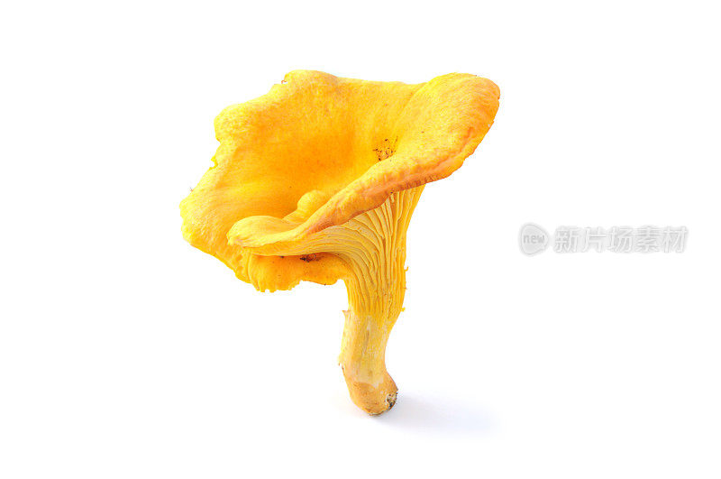 金黄色的鸡油菌，白色孤立的背景