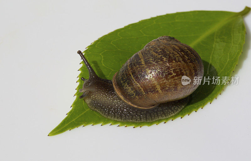 花园里的蜗牛在叶子上