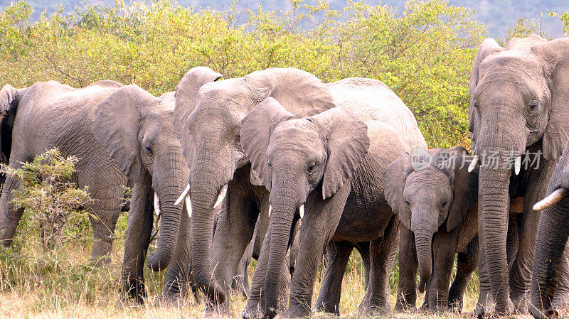 非洲象群攻击