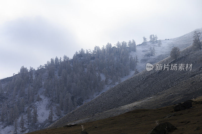 白雪覆盖了中国新疆喀纳斯湖附近的树木