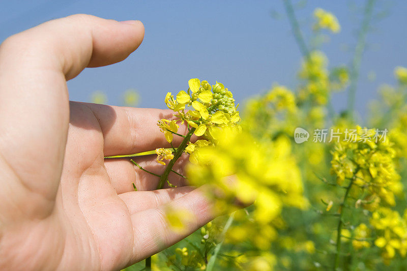 替代能源-油菜