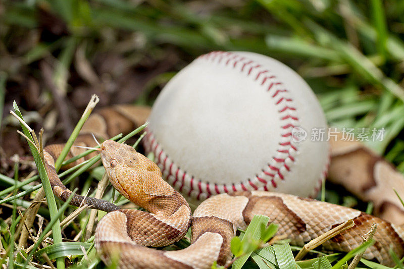 棒球周围的有毒铜头蛇