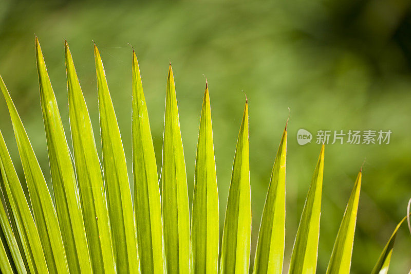 Palm粉丝,毛伊岛