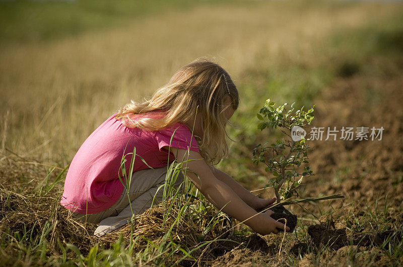 种植一棵树