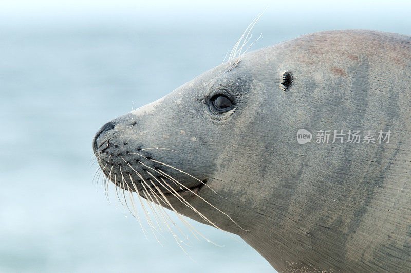 麻斑海豹