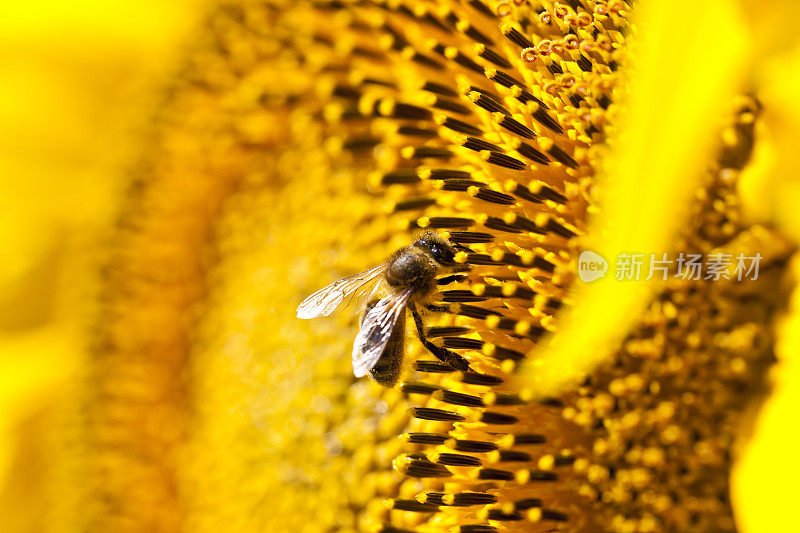 蜜蜂给向日葵授粉