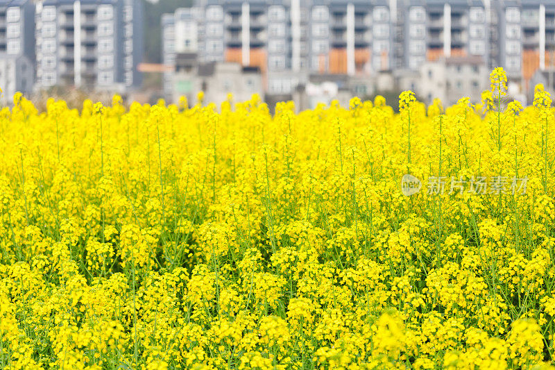 油菜花花朵领域