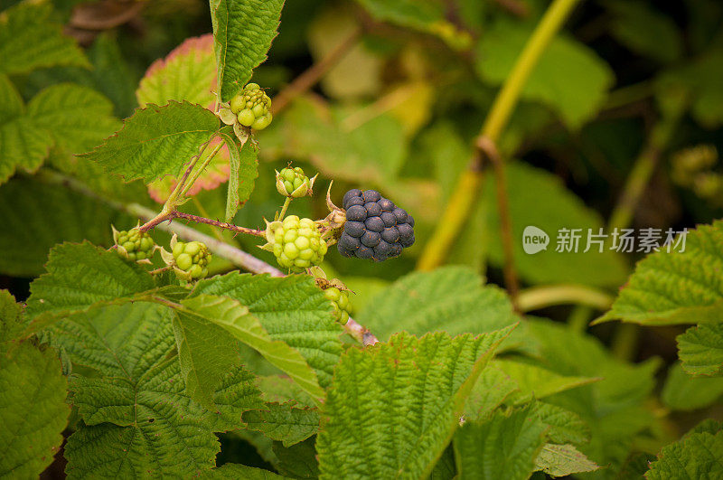 悬钩子属植物