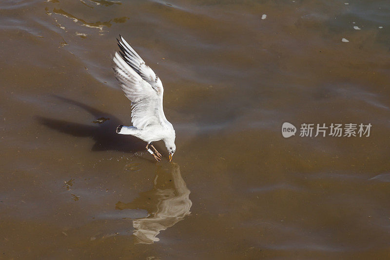 海鸥