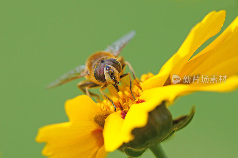 粪蜂在蜱籽花上