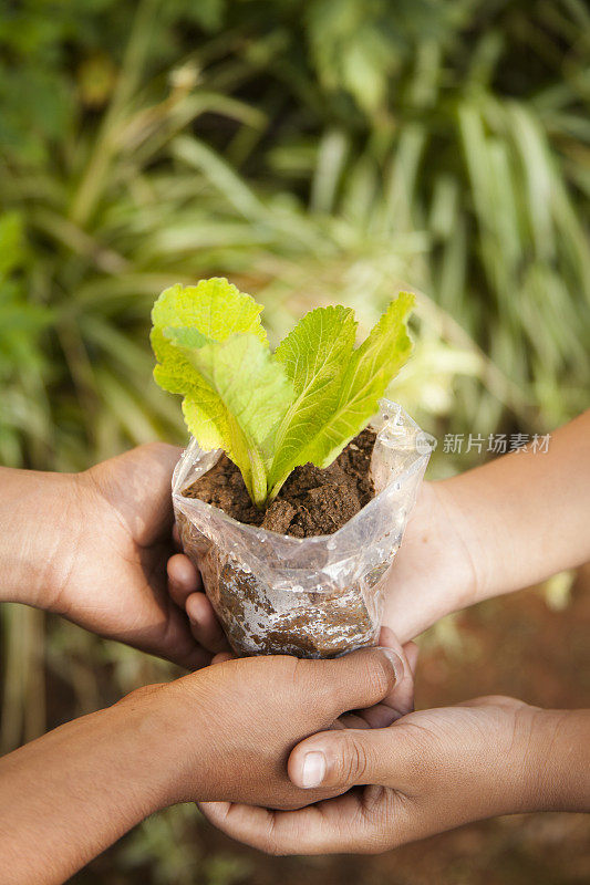 孩子们手里拿着植物幼苗。园艺。环境保护。