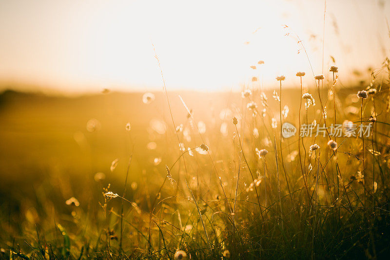 日出时草地上的野花