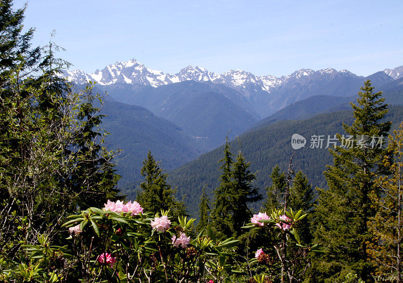 康士坦茨山在奥林匹克国家公园