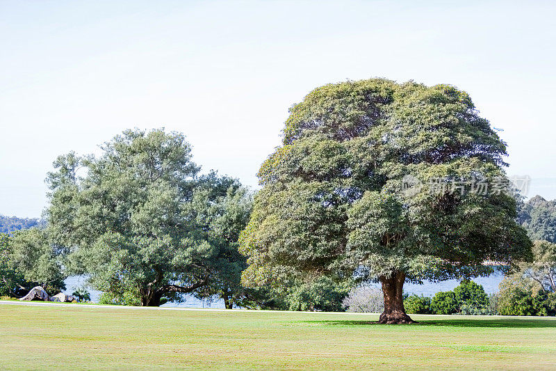 大型遮荫树皇家植物园悉尼
