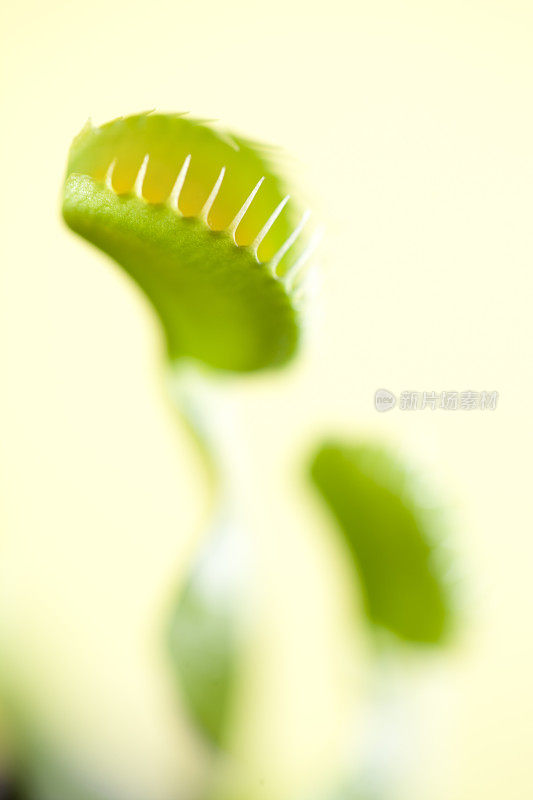 食虫植物